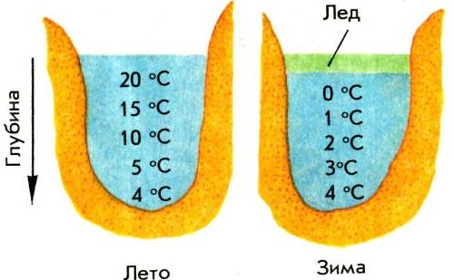 Температура воды в водоеме в зависимости от времени года