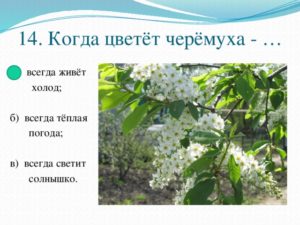 Когда цветет черемуха приметы и наблюдения