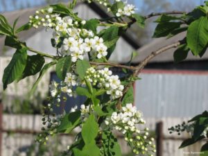 Когда цветет черемуха приметы и наблюдения