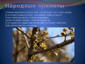Когда цветет черемуха приметы и наблюдения