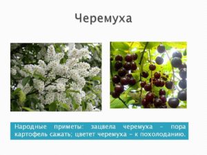 Когда цветет черемуха приметы и наблюдения