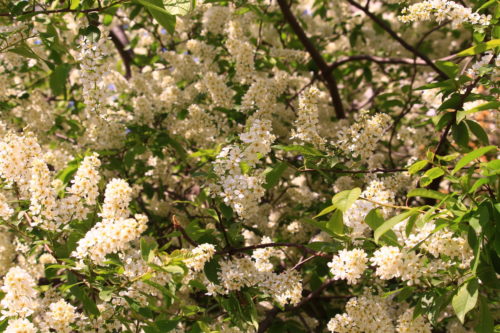 Цветы черемухи