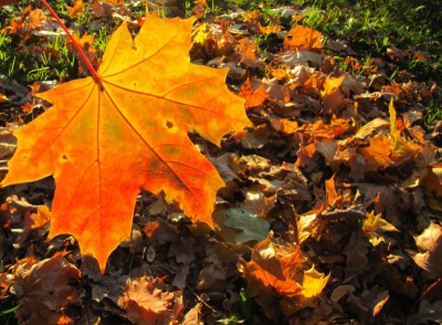 Кленовые листочки