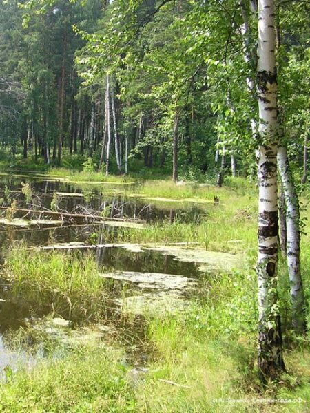 Диктанты по русскому языку на тему лето (5 класс)