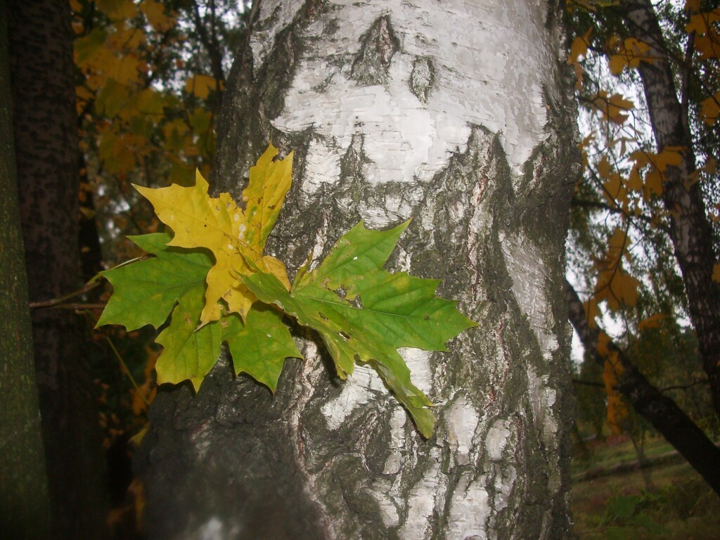 диктанты для 1 класса на тему осень