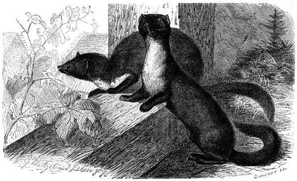 Куницы в хозяйстве - нет мышей и крыс