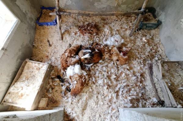 Как куница убивает кур