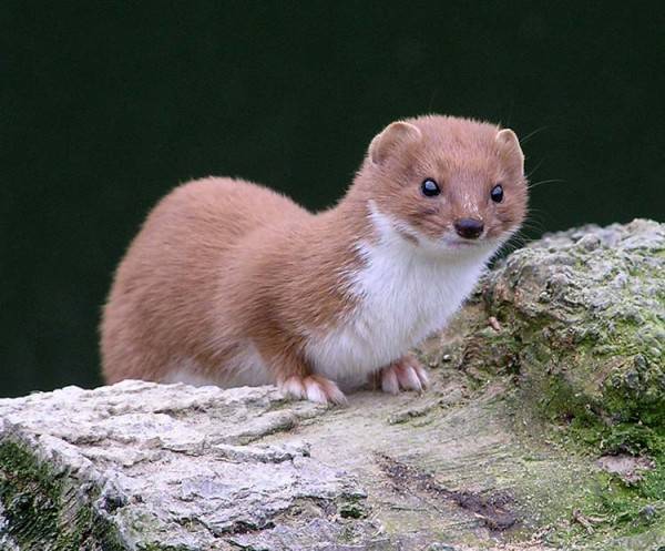 Как куница убивает кур