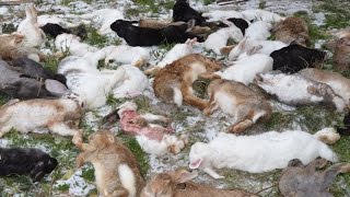 Ужасы нашего городка. Чупакабра подавила кроликов. 18+(В ночь на 22 октября меня посетила чупакабра. Давно хотел снять подобный треш в стиле РЕН-ТВ. А тут такая удач. 2015-10-22T15:46:26.000Z)