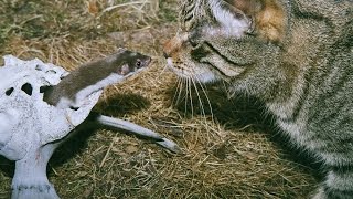Кот и ласка (the cat and the weasel)(Игра ласки с котом на грани фола. Подписывайтесь на мой канал, здесь вы увидите еще много интересного! . 2015-03-24T14:36:57.000Z)