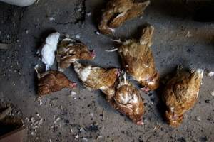 Как выловить хорька в курятнике