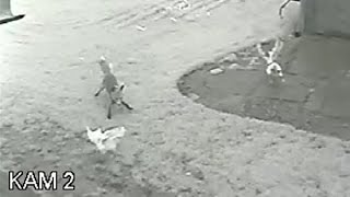 Лиса украла курицу(Видео с камеры домашнего видеонаблюдения., 2016-05-31T19:20:34.000Z)