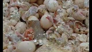 Правда о настоящих убийцах миллионов цыплят в Курске(Шокирующее видео Массовое убийство в Курской области Живодеры рвутся к власти? На курской птицефабрике. 2010-12-16T20:06:14.000Z)