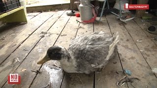 Дикая стая загрызла 40 кур и уток(На территорию частного дома в переулке Виноградный сегодня ночью проникла стая лис и загрызла четыре десят. 2016-09-23T12:10:18.000Z)