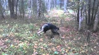 Хорек напал на собаку во время охоты)(, 2015-10-08T20:43:01.000Z)