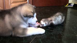 Бои без правил, голодный хорёк атакует маламута(Бесстрашный маленький хорек атакует маламута. Эти двое не поделили кусок мяса. Раньше, когда щенок был поме. 2015-01-31T22:08:10.000Z)