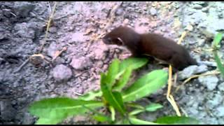 Ласка спасает ласку(Ласка тащит раненую ласку., 2015-03-11T09:57:56.000Z)