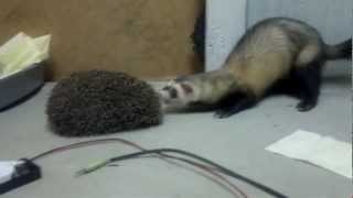 Хорёк против ЕЖА. (, 2012-10-30T10:18:58.000Z)