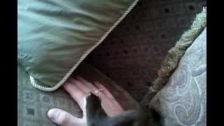 Ручная ласка(Говорящая ласка., 2012-04-03T15:31:34.000Z)