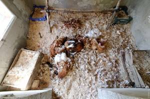 Способ поймать хорька