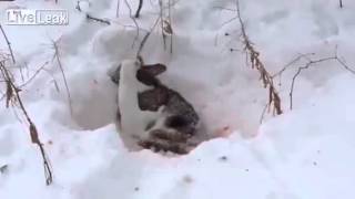 Хорек убивает кролика - Weasel kills a Rabbit(, 2015-02-12T09:51:02.000Z)