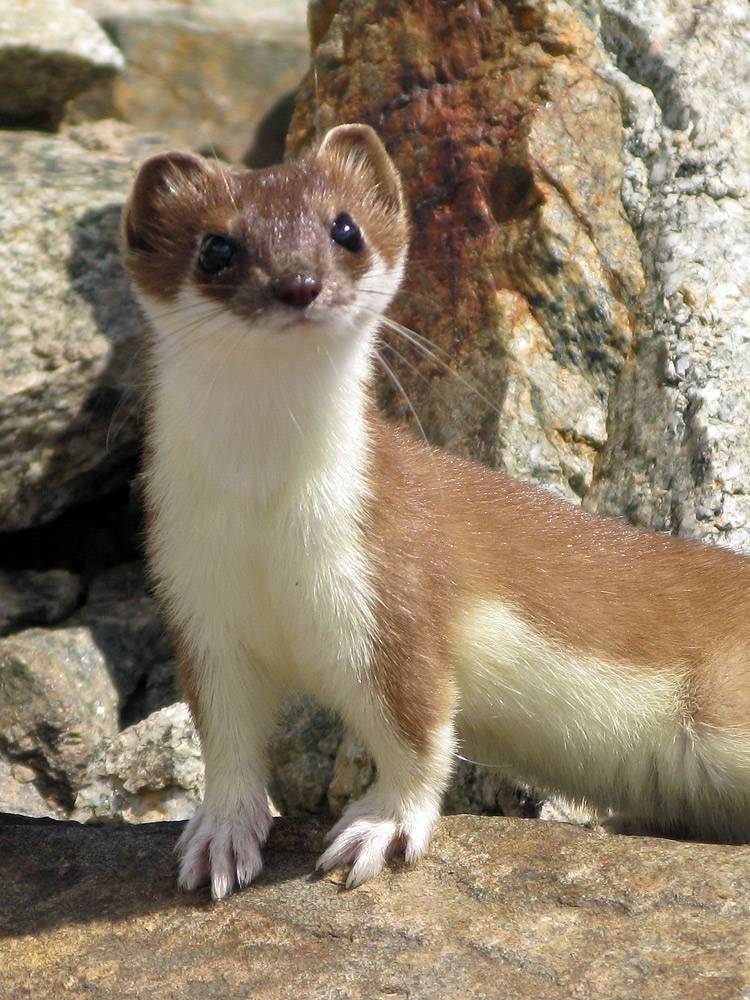 Как избавиться от ласки в курятнике