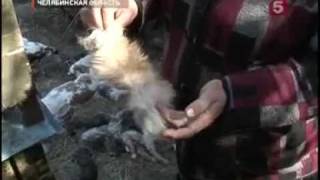 Неведомый зверь выпивает кровь у домашних животных.(Жители одной из деревень в Челябинской области боятся выходить из собственных домов. К ним во дворы повадил. 2011-05-27T14:13:23.000Z)