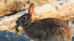 Как ставить силок на зайца