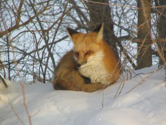 Как охотиться на лису