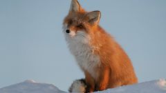 Как из себя выглядит лиса