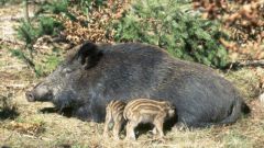 Как охотиться на вепря