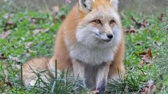 Можно ли есть лисье мясо