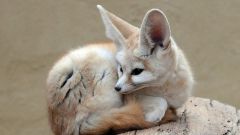 Кто такой фенек