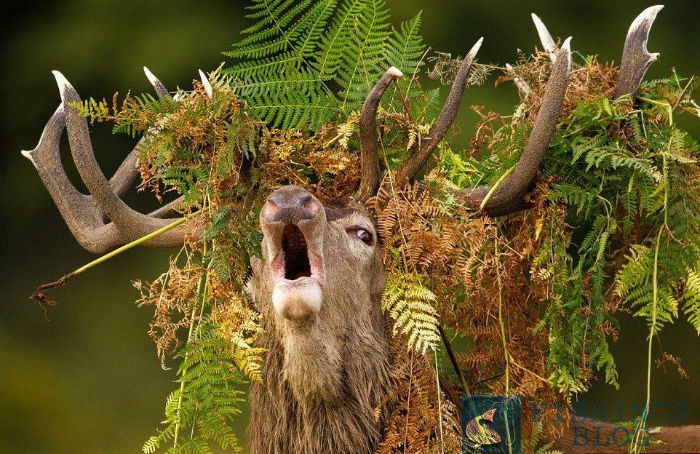 охота на рев