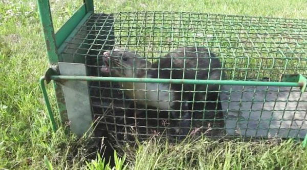 Надёжнее клетка, имеющая вертикально опускающуюся дверцу