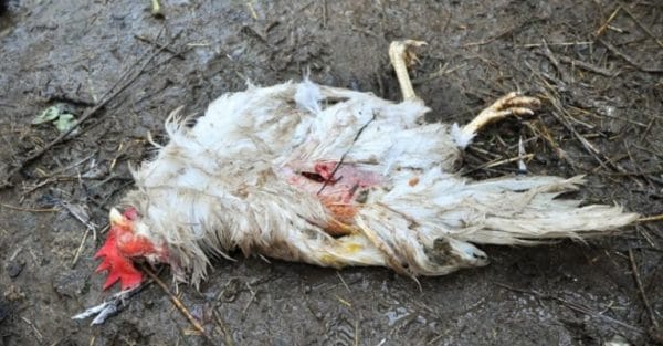 Курятник после посещения хищника