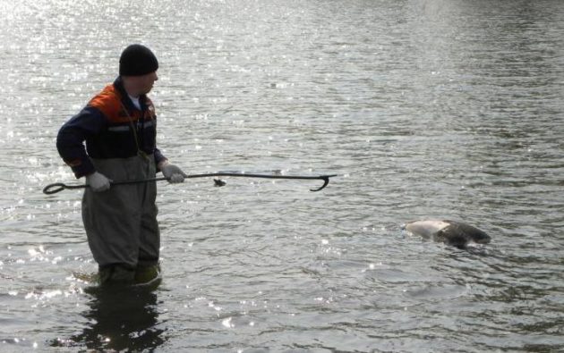 Извлечение из воды багром