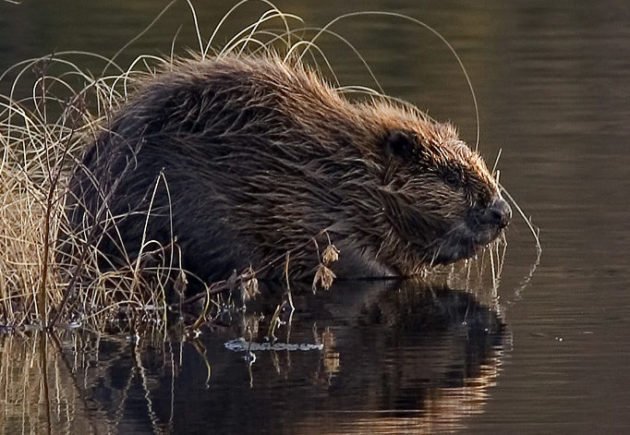 Европейская разновидность животного
