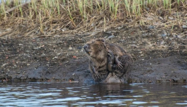 Стрелять следует когда зверь выходит на берег