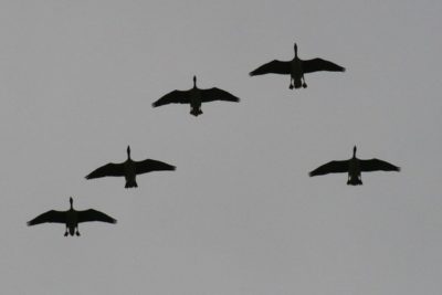 Гуси в небе