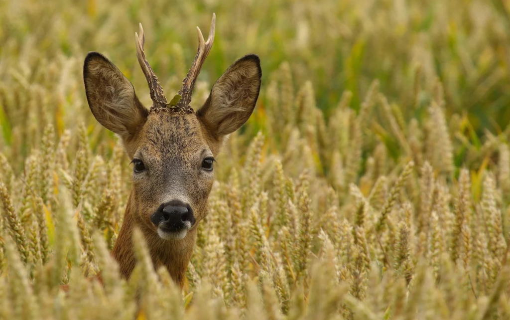 охота на косулю