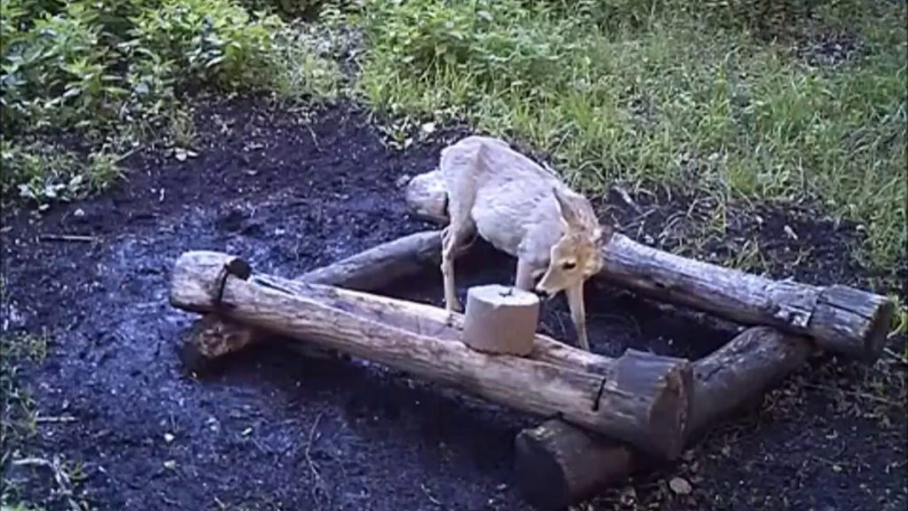 охота на косулю