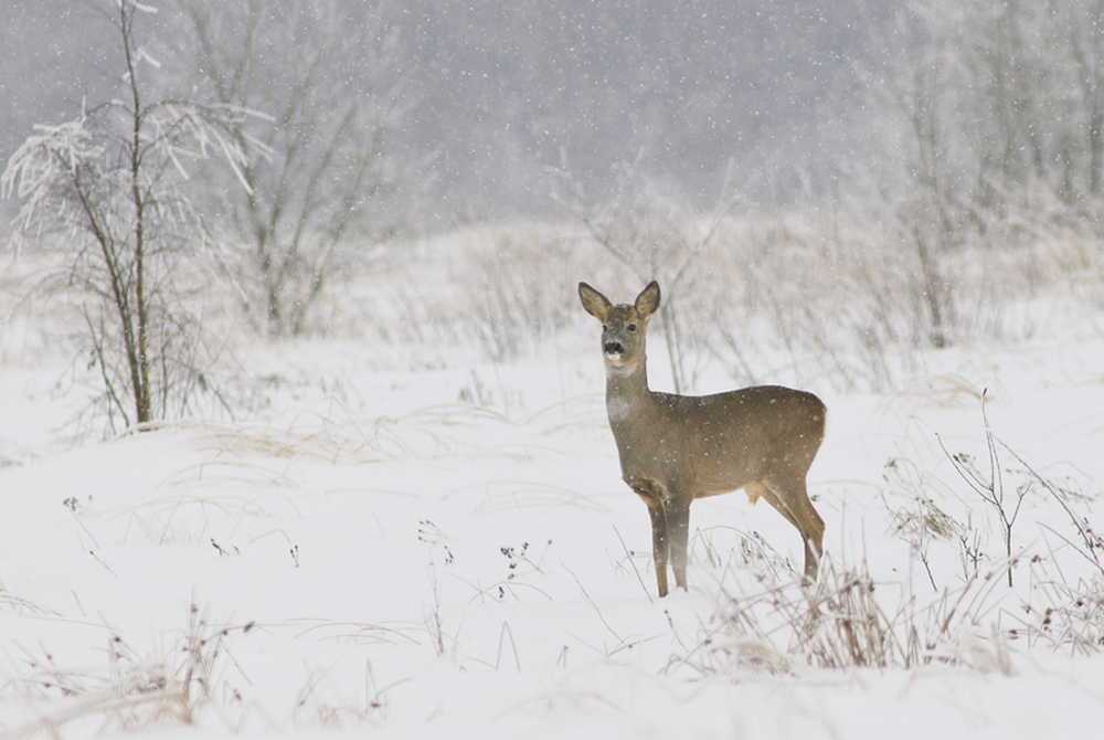 охота на косулю