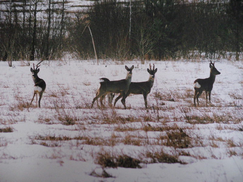 охота на косулю