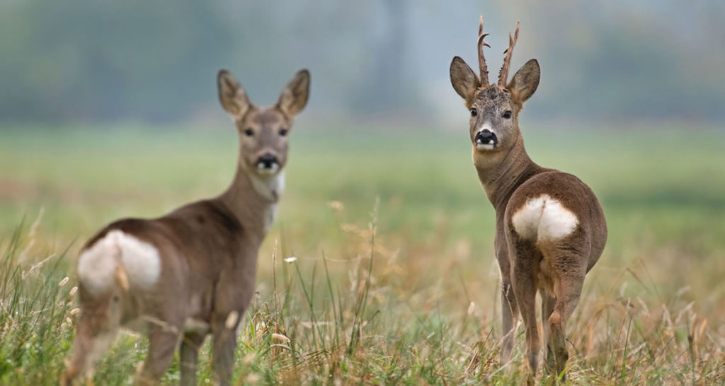 охота на косулю