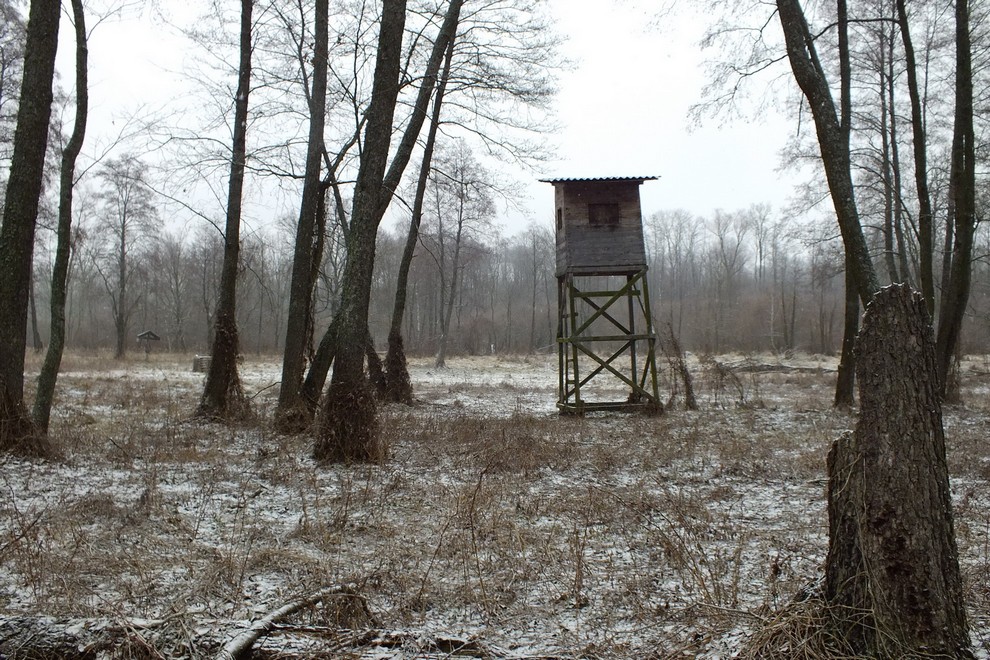 охота на косулю