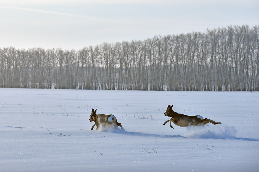 охота на косулю