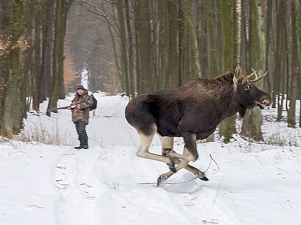 охота на лося