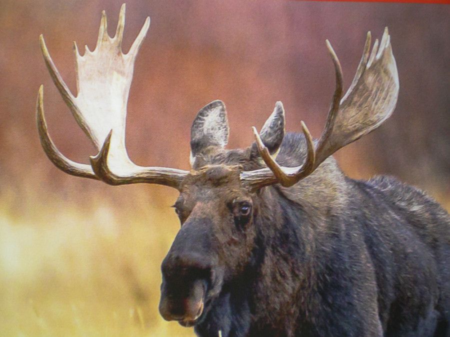 охота на лося