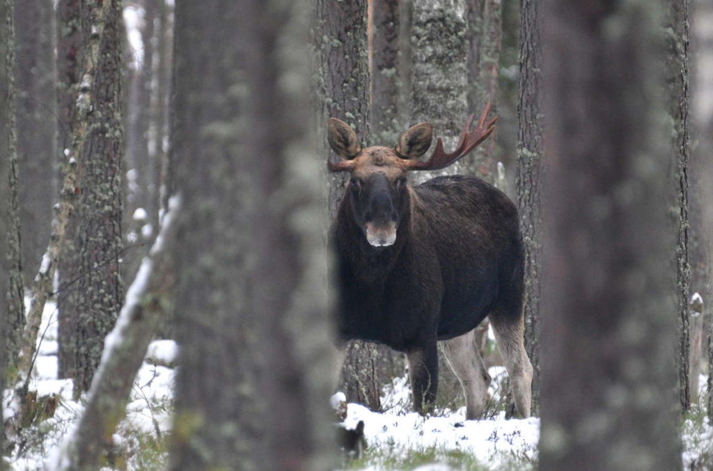 охота на лося